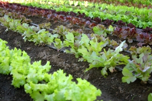 Rows of various types of organic lettuce growing in a garden bed with rich soil. - International Hotel School