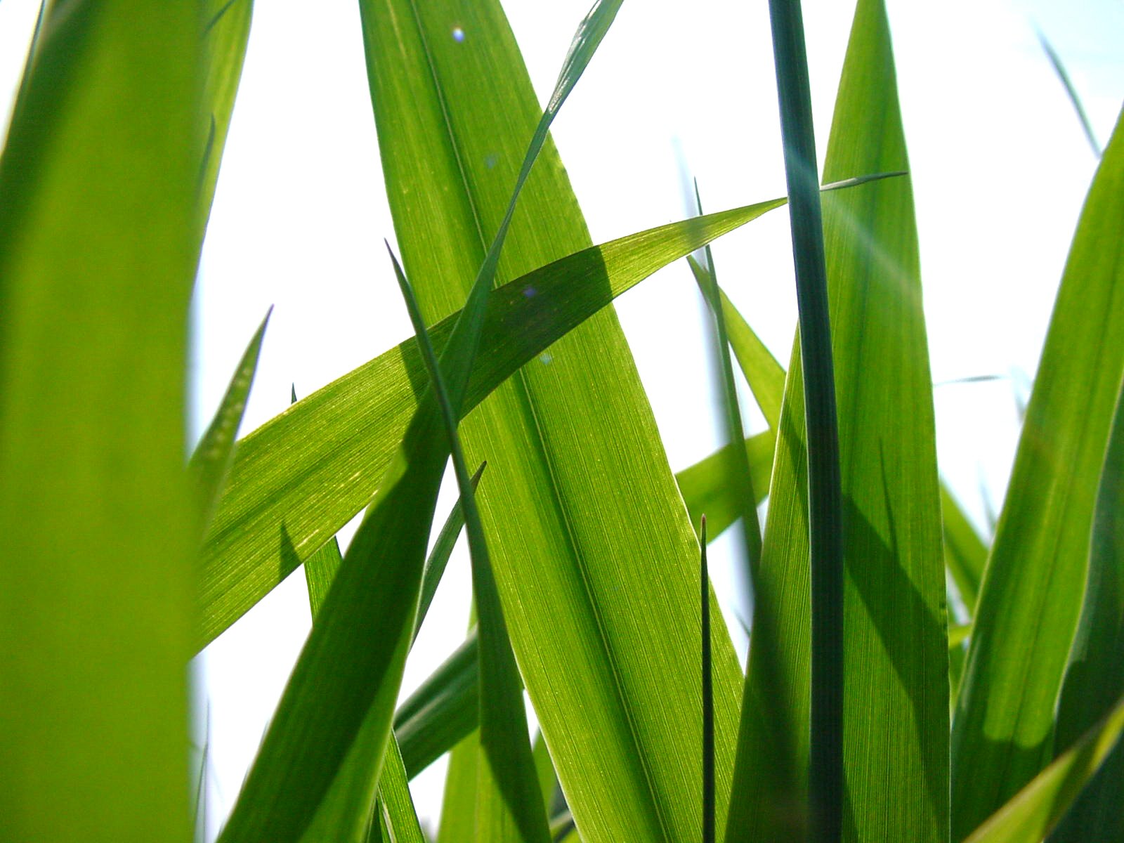 Close-up view of vibrant green grass blades illuminated by sunlight. - International Hotel School