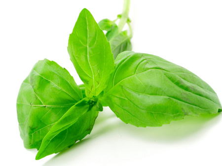 Close-up of fresh basil leaves with vibrant green color and smooth texture. - International Hotel School