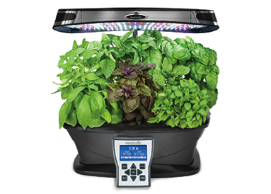 Indoor hydroponic herb garden with various types of basil and a control panel. - International Hotel School