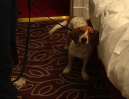 A Beagle dog standing on a patterned carpet next to a bed with a person holding a leash. - International Hotel School