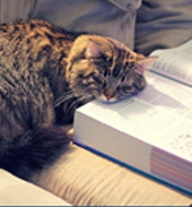 A tabby cat resting its head on an open book while lying on a couch. - International Hotel School